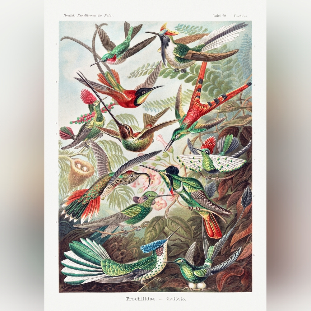 Colorful Bird Illustration Print